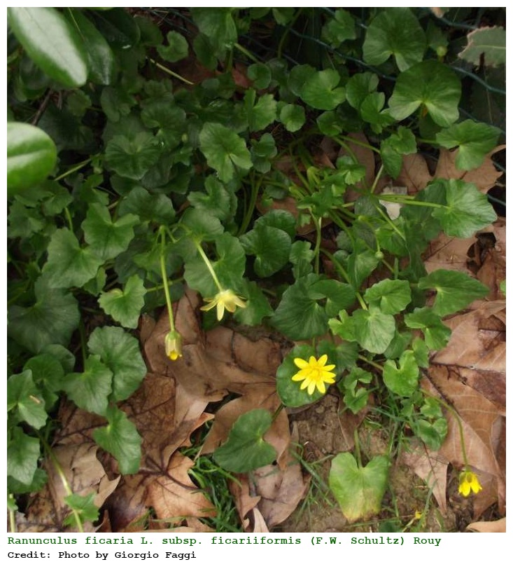 Ranunculus ficaria L. subsp. ficariiformis (F.W. Schultz) Rouy & Fouca